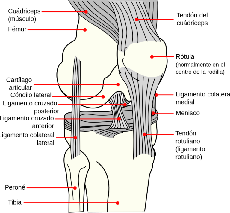 Rodilla, rótula, patela, gínglimo | Etimologías y ¡mucho más!